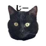 ちょびが可愛すぎる