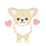 ♡チワワのチロル♡