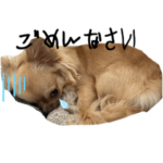 チワワのオルちゃんスタンプ