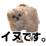 面白い犬、キアヌ