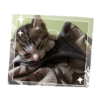 可愛い♡動画 2