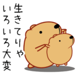 きゃぴばら（再販）