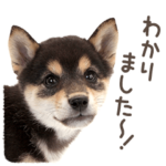 敬語で黒柴だワン！