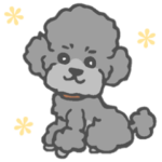 毎日使える★シルバートイプードル