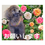 シルバートイプードルの可愛いクリシェ初夏