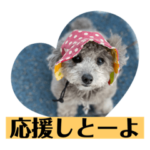 シルバープードル　ルナ