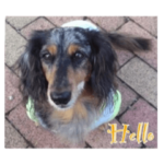 だっくすライフ