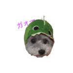 トイプードルのふうちゃんスタンプ