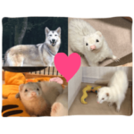 我が家の動物たち