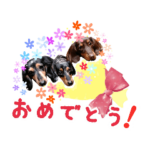 ミニチュアダックス親子の日常スタンプ