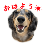 表情豊かなダックス犬（シルバーダップル）