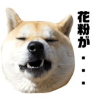 柴犬まろ③写真文字入り