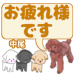 中尾「なかお」さんのトイプードル会話