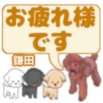 鎌田「かまた」さんのトイプードル会話