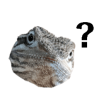 ローソンアゴヒゲトカゲをご存知？