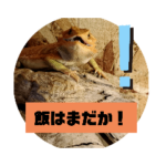 爬虫類の日常