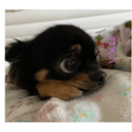 かわちいわんこ