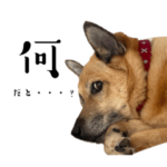 わが家の動物たち。