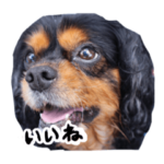 うちのチャミーちゃん