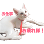 愛猫が代弁「帰りは気をつけてね」