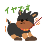 BARON BUDDIES 44 ヨークシャー・テリア