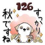 シーズー犬 126『秋ですねー』