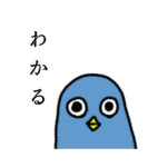 ポポさん（鳩）