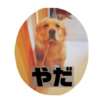 ゴールデンレトリバーのそらくん