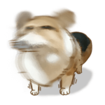 荒ぶるコーギー