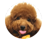 トイプードル 日常会話2