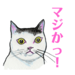 森田さんちの猫さんたち