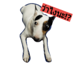 CUTE JACK RUSSEL DOG : LookChin