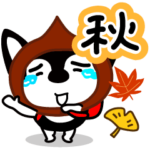 チワワ、秋の遠足。