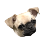 チワワ × パグ チワパグ ぴの