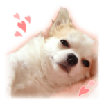 チワワのMee & Coo