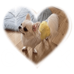 チワワのちぃちゃん！