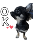 チワワのるんちゃん♡