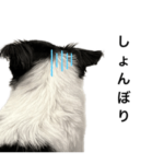 汎用性高いチワワ