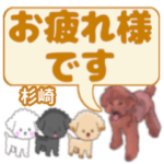 杉崎「すぎさき」さんのトイプードル会話