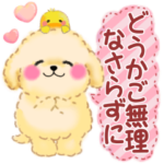 かわいい♥トイプードルの気づかい