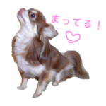 茶色いチワワのももちゃんスタンプ40