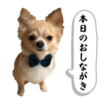 チワワのみるくと過ごす日々