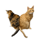 ちまくさスタンプ