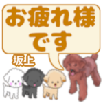 坂上「さかがみ」さんのトイプードル会話