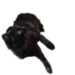 令和元年の冬猫スタンプ