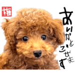 トイプーのうめさん③