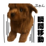 トイプードルのちくわさん