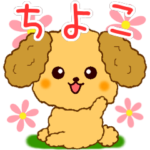 トイプーちゃんの日常