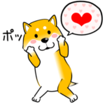 激しく尻尾をふる柴犬