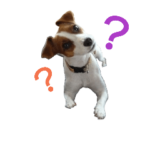 マイ ジャックラッセルテリア 24h